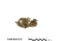 藏品(孔雀苔屬)的圖片